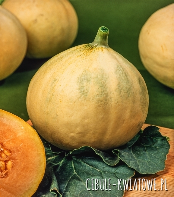 Melon Joune Canari 2 - wczesny, złotożółty