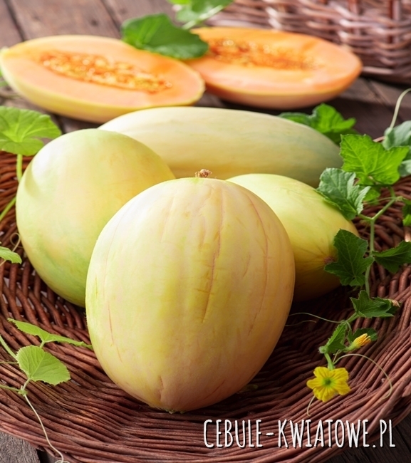 Melon Junior F1 - miąższ pomarańczowy