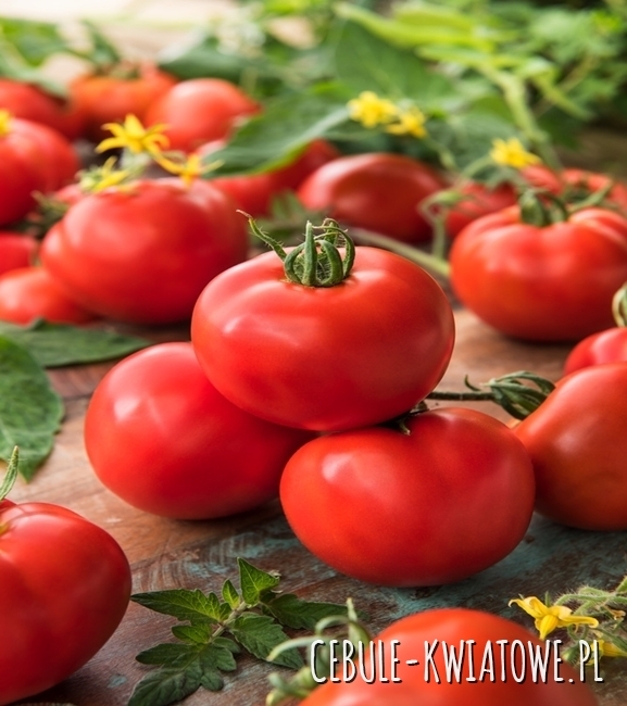 Pomidor Karłowy Lolek - do długiego przechowywania, ok 100-120 g