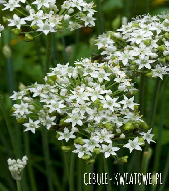 Szczypiorek Czosnkowy Allium Tuberosum
