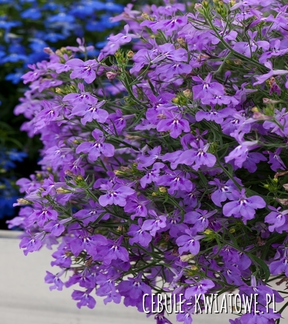Lobelia Przylądkowa - Stroiczka ciemnofioletowa