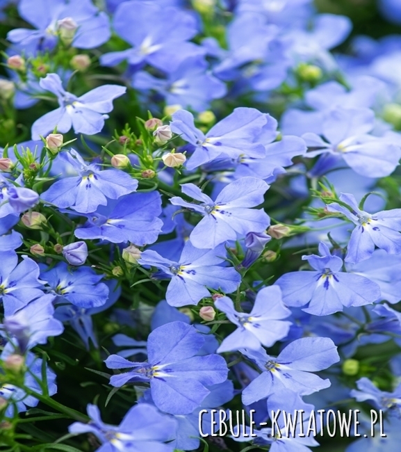 Lobelia Przylądkowa - Stroiczka j. niebieska