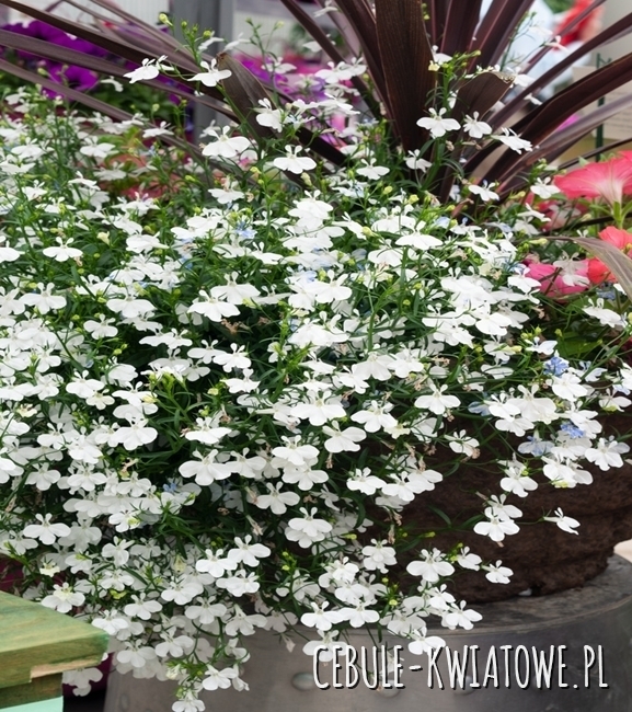 Lobelia Zwisająca - stroiczka Zwisła biała