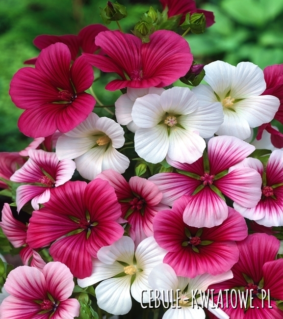 Malope Zestaw Kolorów mieszanka