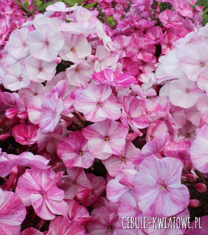 Phlox - Płomyk Wiechowaty Freckle Red Shades 1 szt.