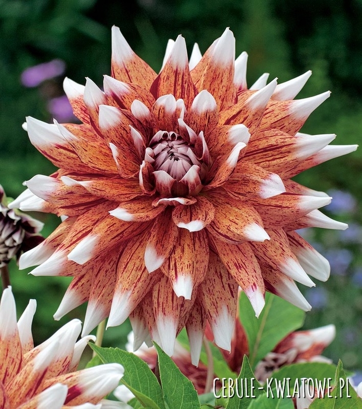 Dalia Dekoracyjna Striped Duet 1 szt.
