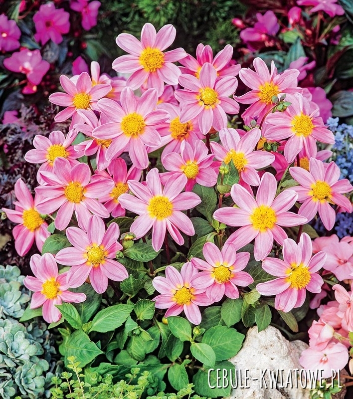 Dalia Karłowa Top Mix Pink Bonne Esperance 1 szt.