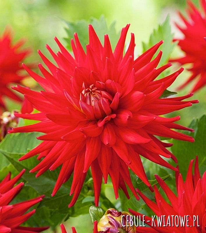 Dalia Kaktusowa Karma Corona Red 1 szt.