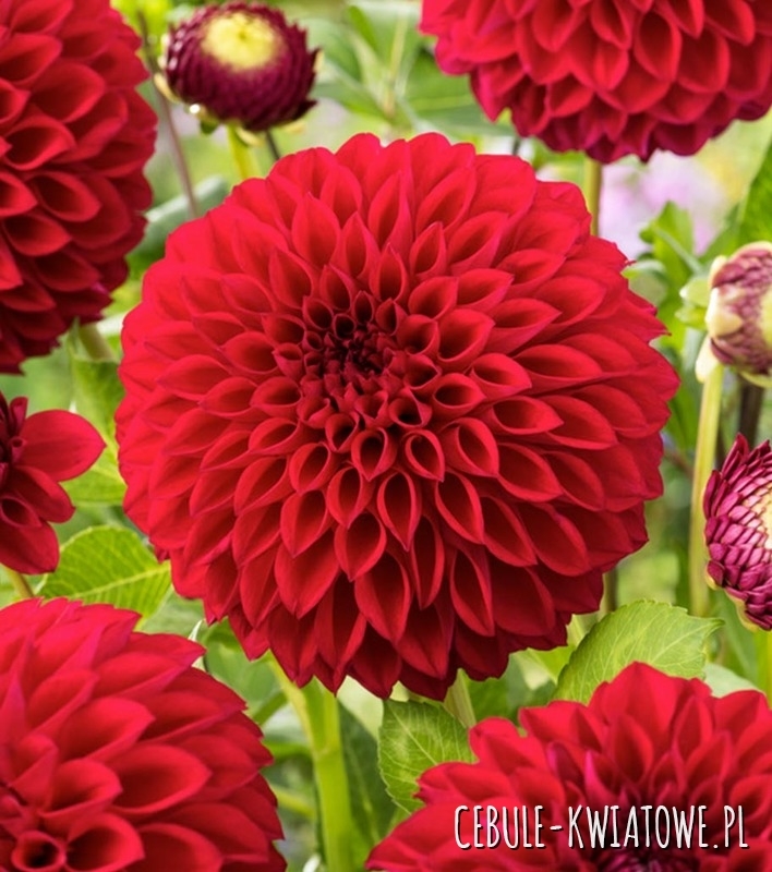 Dalia Pomponowa Boom Boom Red 1 szt.