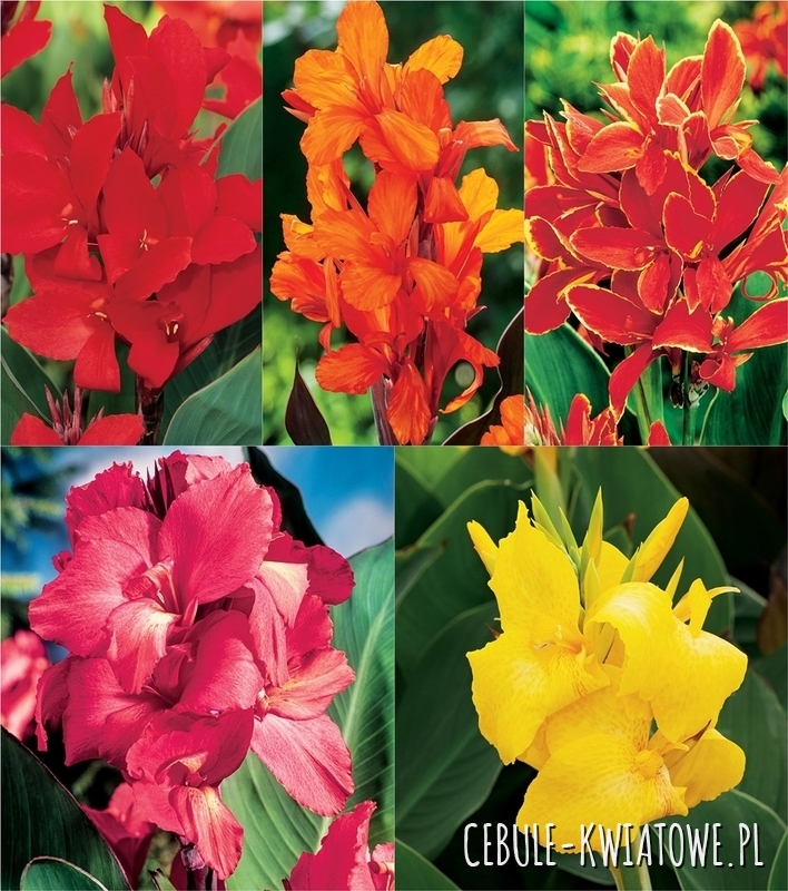 Zestaw Promocyjny Canna - Paciorecznik