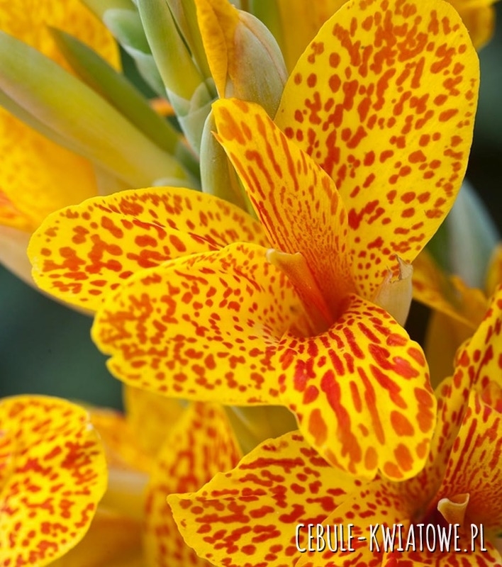 Canna - Kanna Nakrapiana Spotted - Gespikkeld 1 szt.