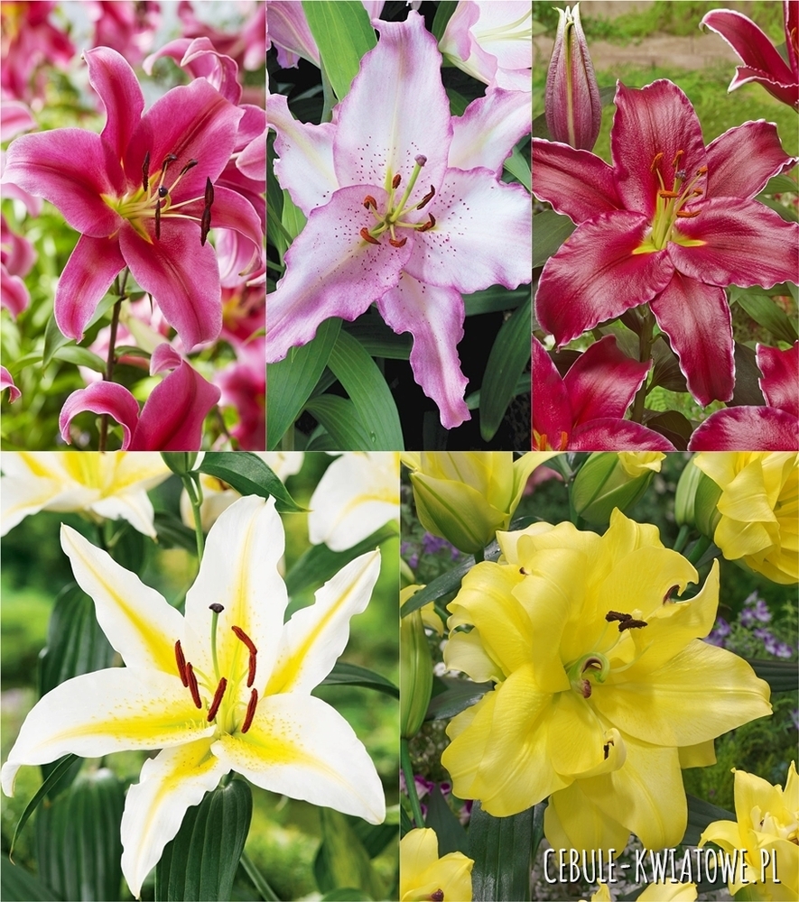 Zestaw Lilia Orientalna "3" 20/22