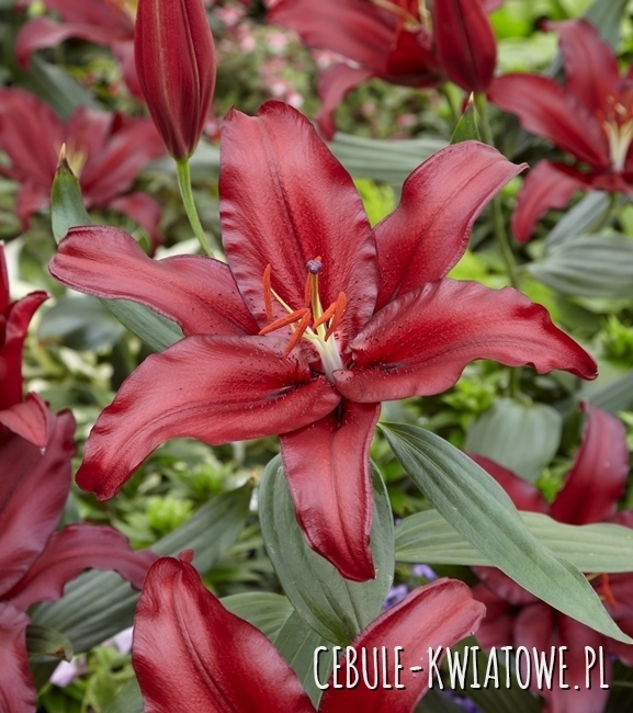 Lilia Orientalna Firebolt 1 szt.