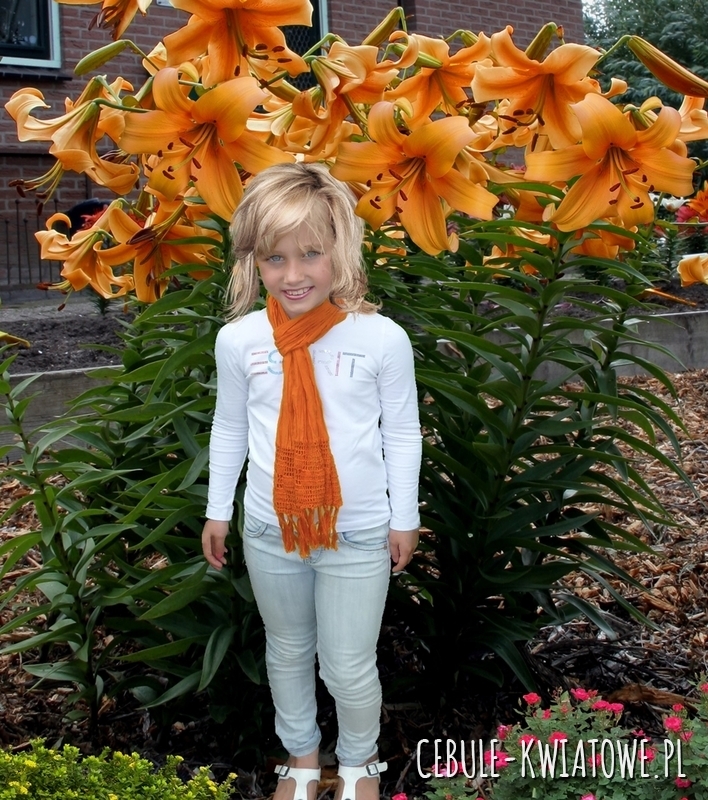 Lilia Drzewiasta Orange Space 1 szt.