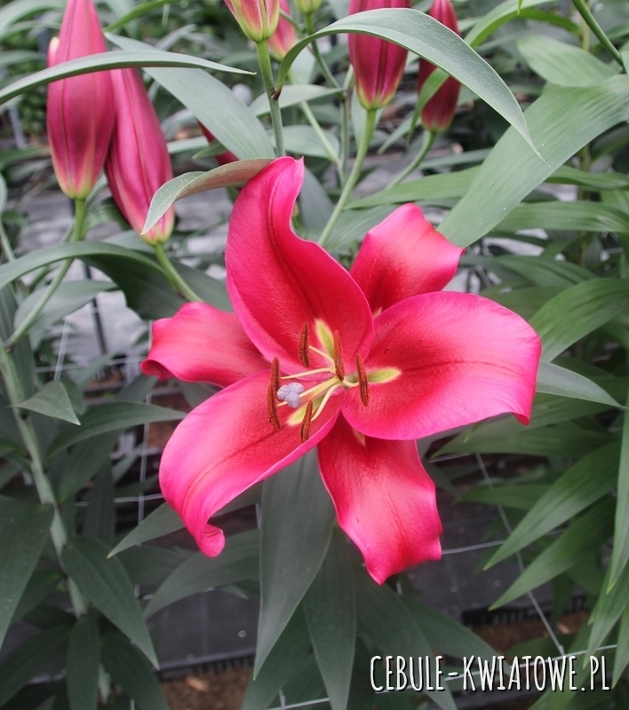 Lilia Drzewiasta Red Desire 1 szt.