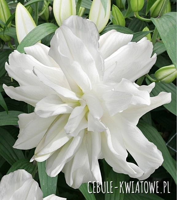 Lilia Roselily Petronella 1 szt.