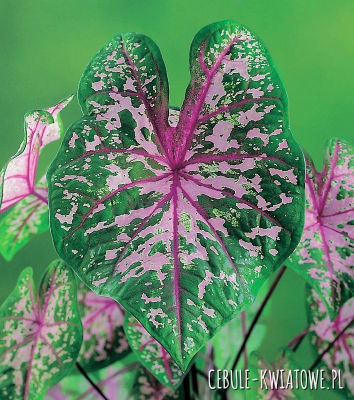 Caladium - Kaladium Pink Cloud 1 szt.