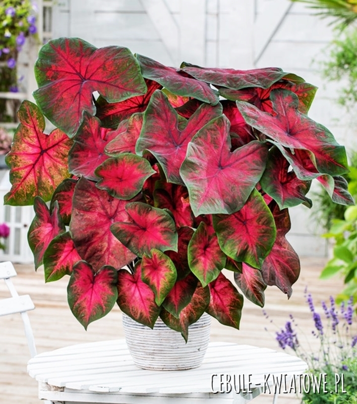 Caladium - Kaladium Postman Joyner 1 szt.