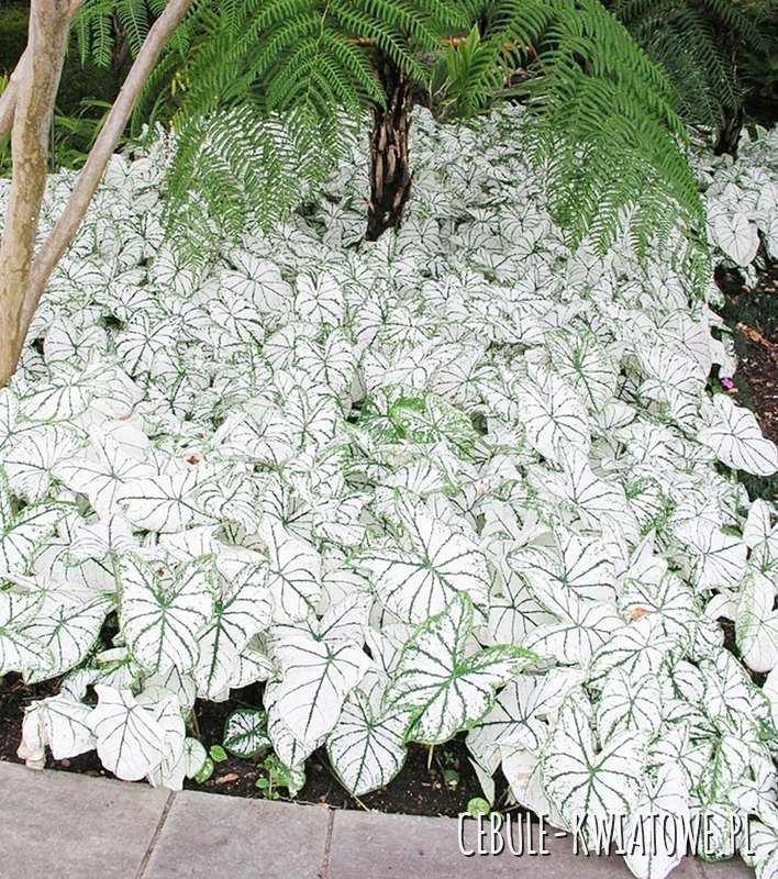 Caladium - Kaladium White Christmas 1 szt.