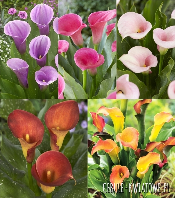 Zestaw Zantedeschia - Kalla Dwukolorowa "4" 18/20