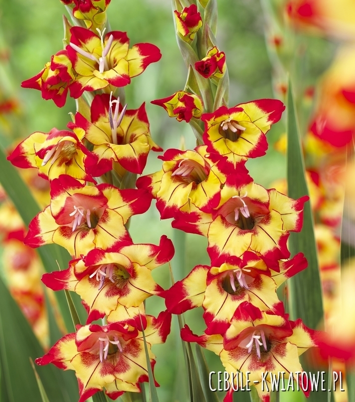 Gladiolus - Mieczyk Wielkokwiatowy Farah 5 szt.