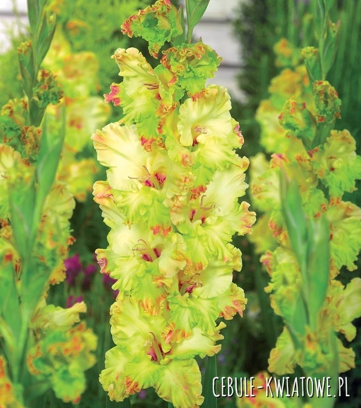 Gladiolus - Mieczyk Wielkokwiatowy Kiev 5 szt.