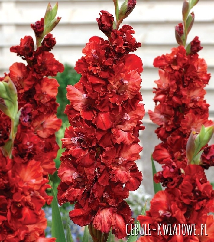 Gladiolus - Mieczyk Wielkokwiatowy Omsk 5 szt.