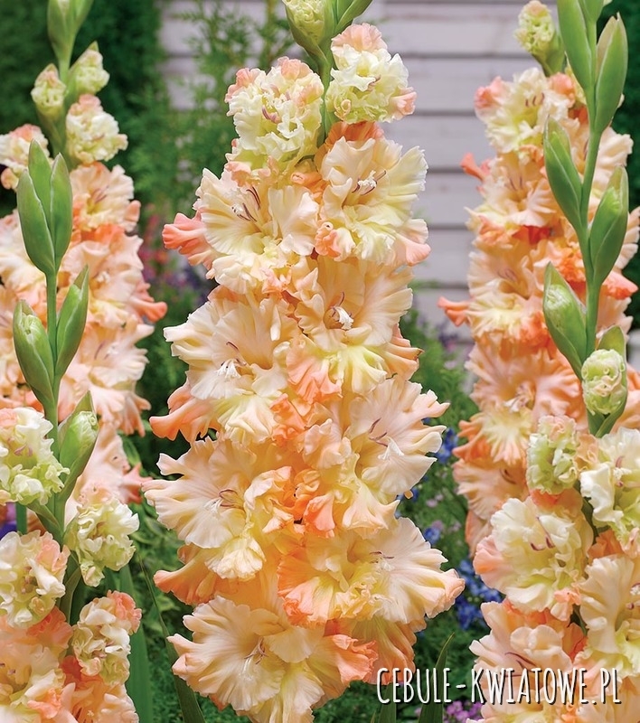 Gladiolus - Mieczyk Wielkokwiatowy Sotsji 5 szt.