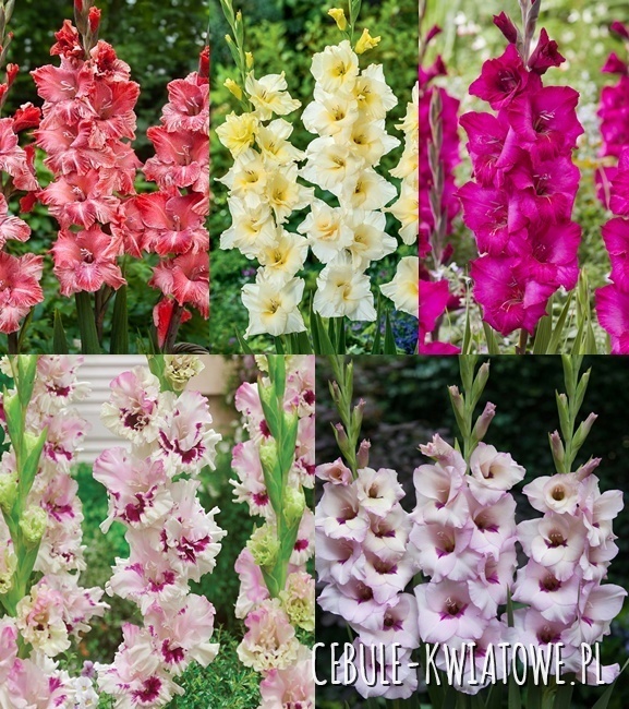 Zestaw Gladiolus - Mieczyk "23" 12/14