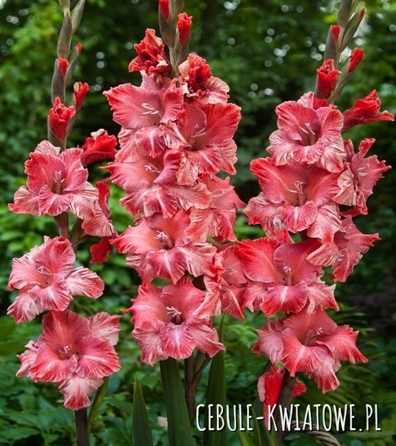 Gladiolus - Mieczyk Wielkokwiatowy Vabene 5 szt.