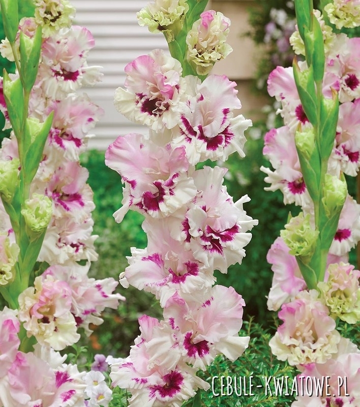 Gladiolus - Mieczyk Wielkokwiatowy Mezja 5 szt.