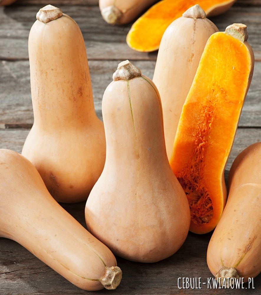 Dynia piżmowa Butternut