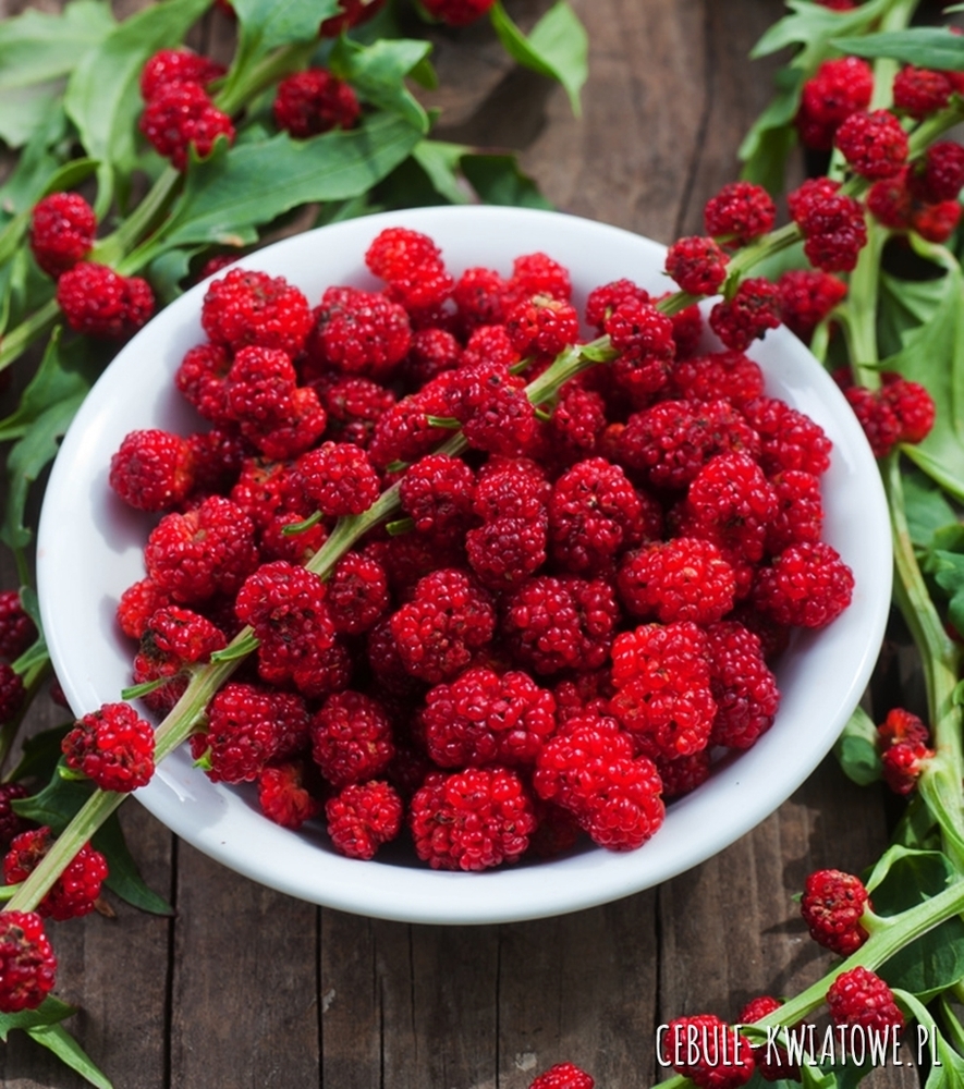 Komosa Rózgowa Strawberry Sticks