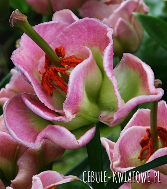 Lilia Pełna Pink Fudge 1 szt.