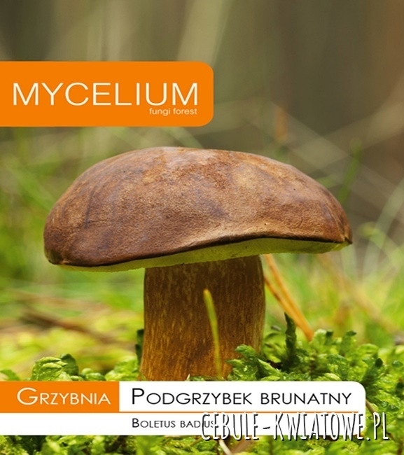 Grzybnia Podgrzybek brunatny 10g