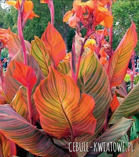Canna Kanna - Paciorecznik Phasion 1 szt.