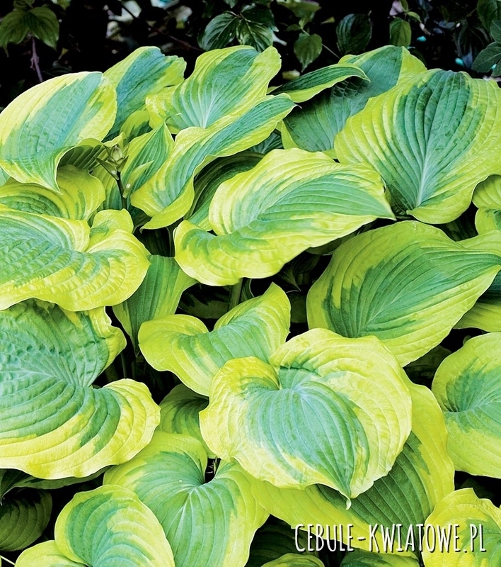 Hosta - Funkia Satisfaction 1 szt. w doniczce
