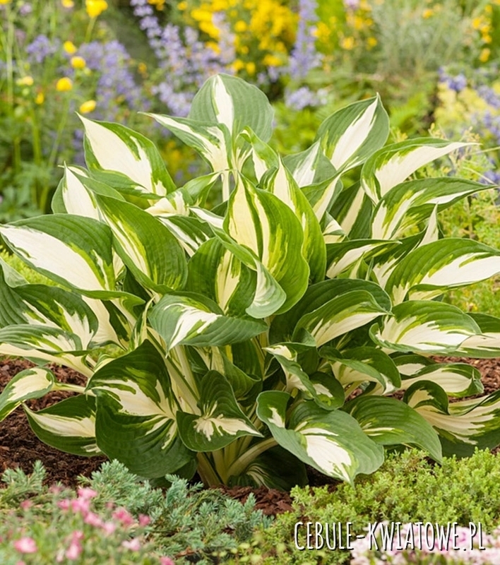 Hosta - Funkia Color Festival ® 1 szt.