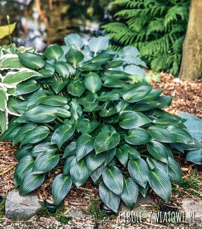 Hosta - Funkia Devon Green 1 szt.
