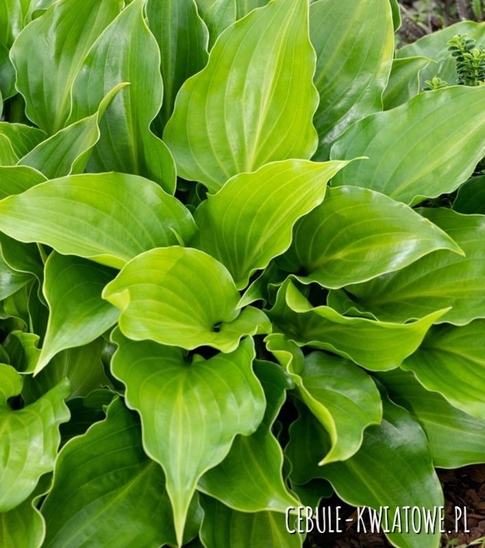 Hosta - Funkia Purple Sensation 1 szt.
