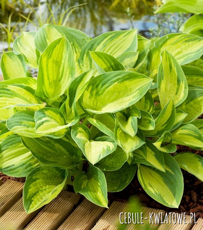 Hosta - Funkia Summer Breeze 1 szt.