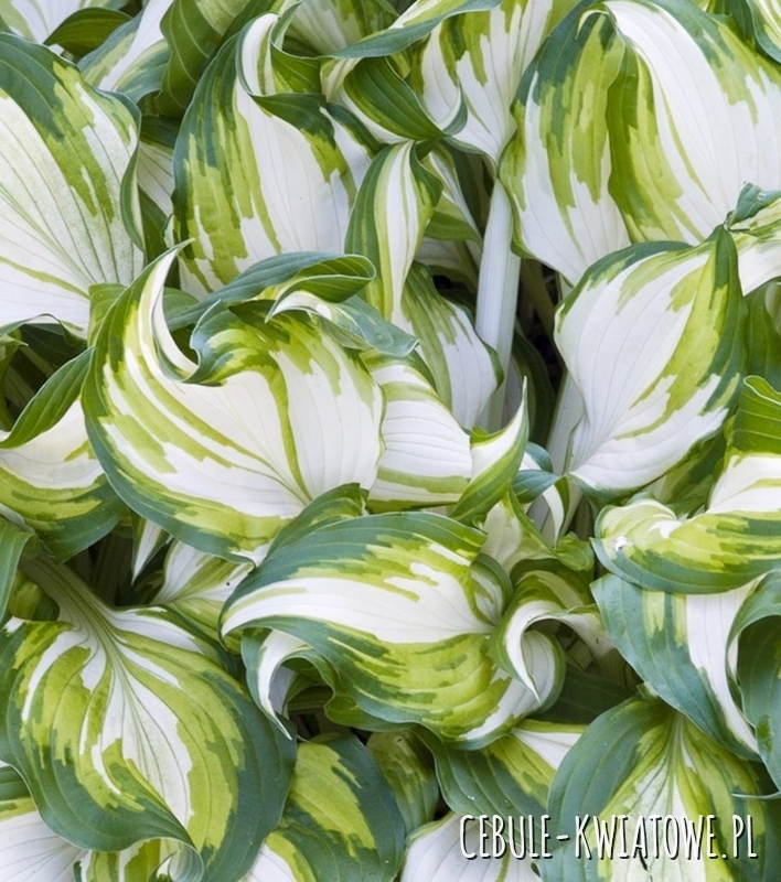 Hosta - Funkia Undulata Univittata 1 szt.