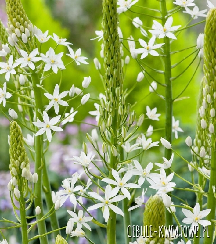 Ornithogalum - Śniedek Sochi 3 szt.