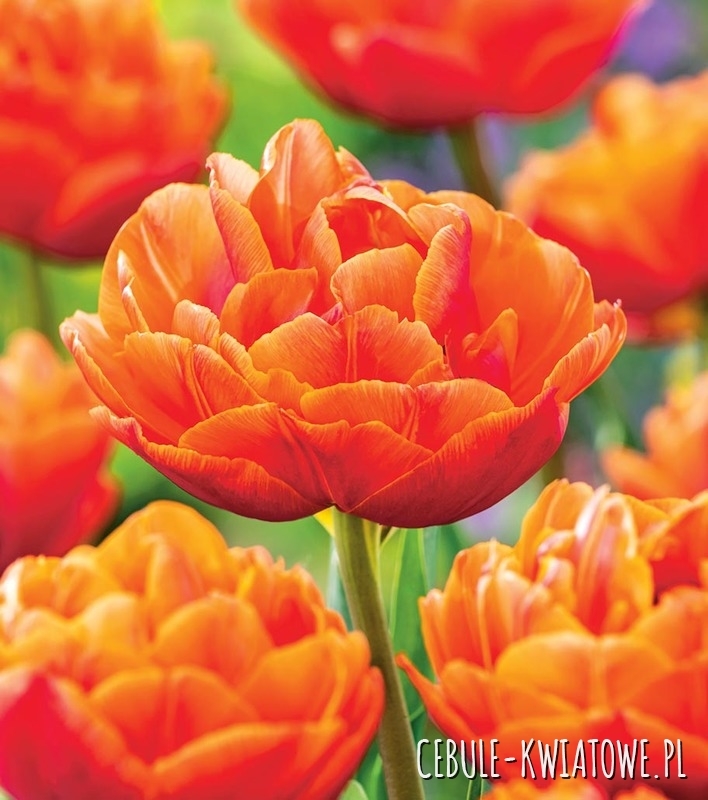 Tulipan Pełny Caracas 5 szt.
