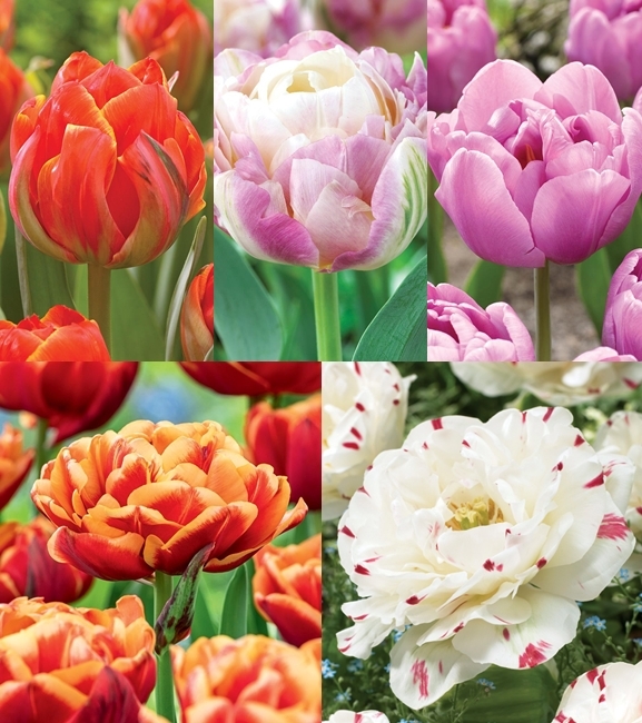 Zestaw Tulipan Pełny "7" 11/12