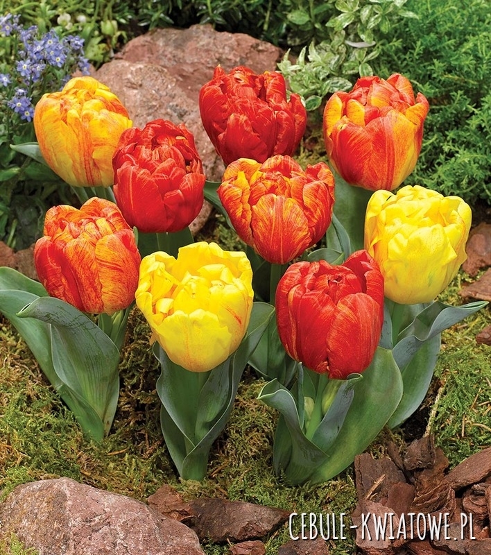 Tulipan Lodowy Flaming Baby 5 szt.