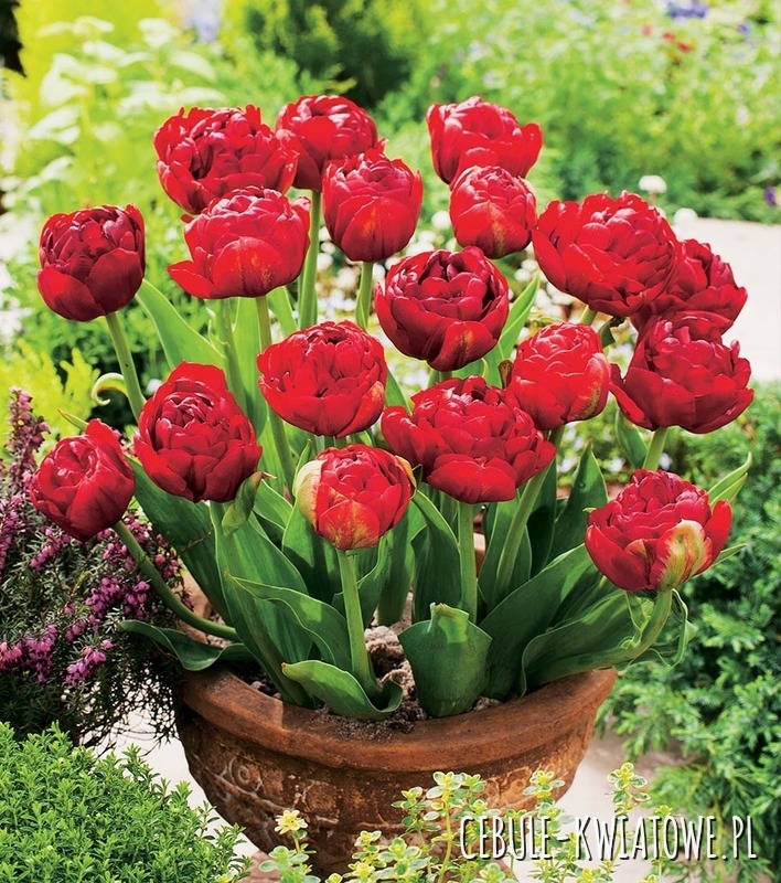 Tulipan Pełny Red Baby 5 szt.