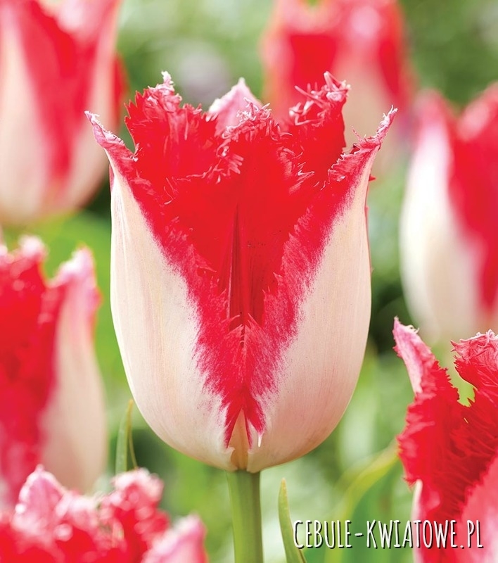 Tulipan Strzępiasty Sweets Paradise 5 szt.