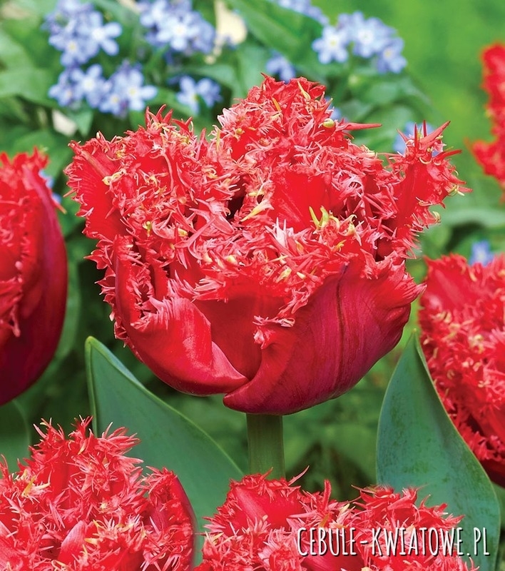 Tulipan Strzępiasty Bendigo 5 szt.