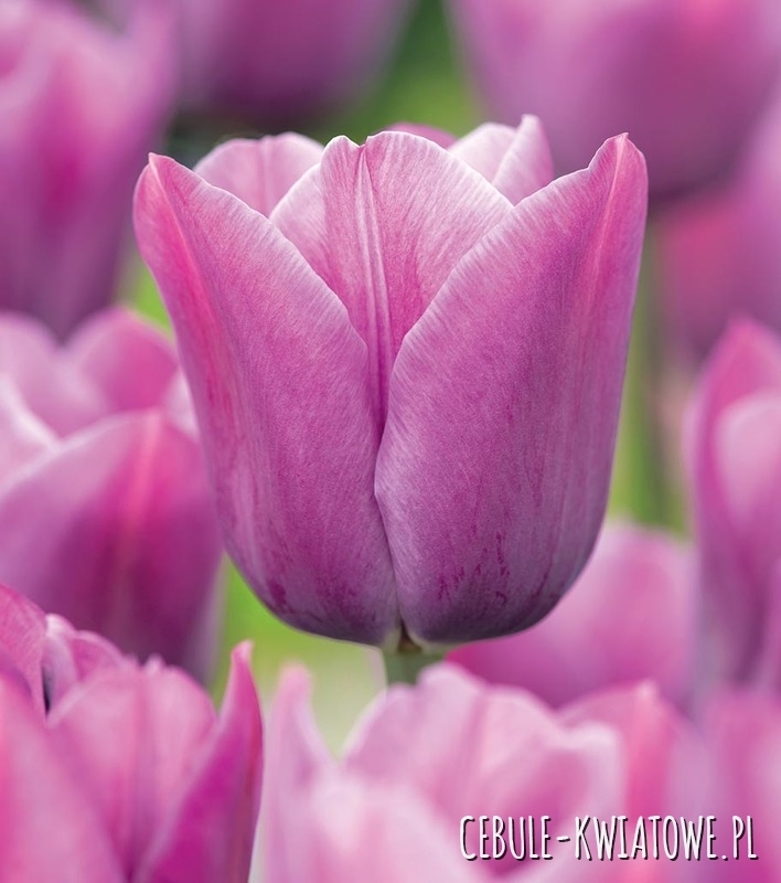 Tulipan Triumph Violet Beauty 5 szt.
